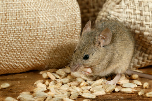 Pest Control for Rats and Mice