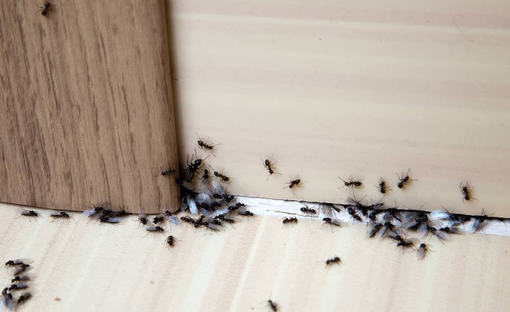 Ant Control and removal