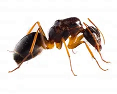 Ant Facts And Identification | How To Identify Ant Species