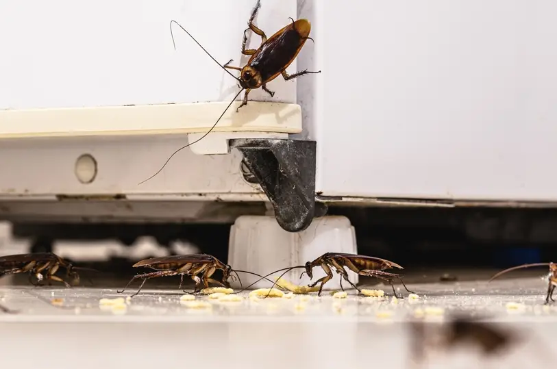 Cockroach inspection and treatment