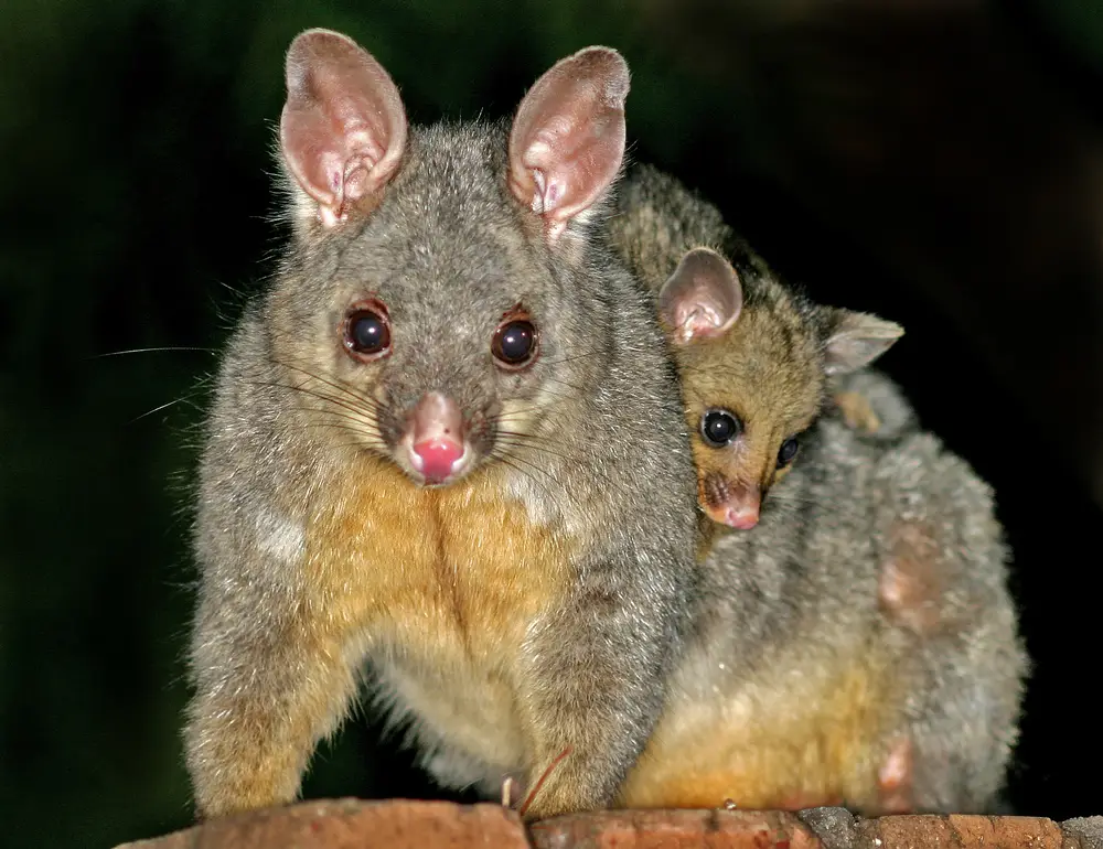 Possum Catcher