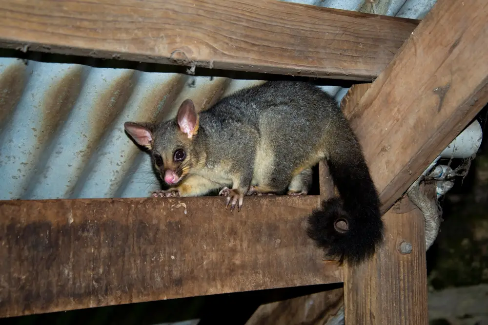 Possum Removal Adelaide