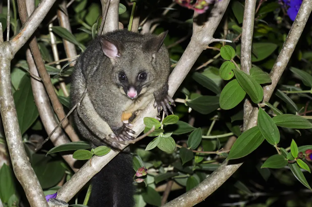 Possums Inspection