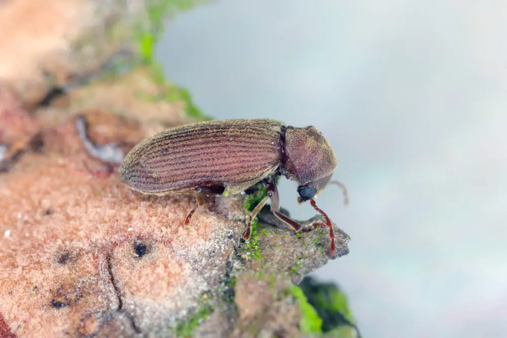 Wood Borer inspection