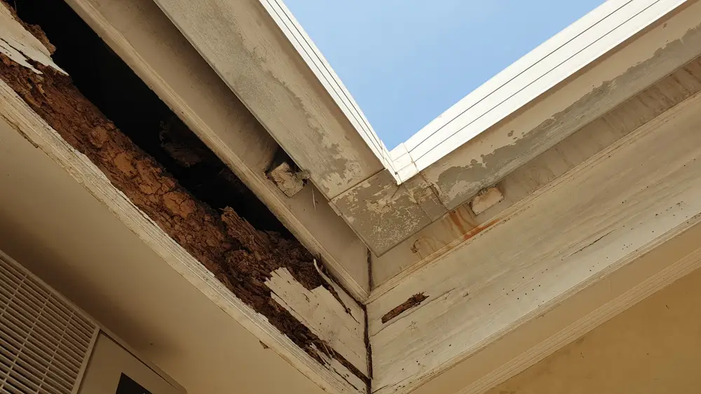 Signs of Termite Infestation