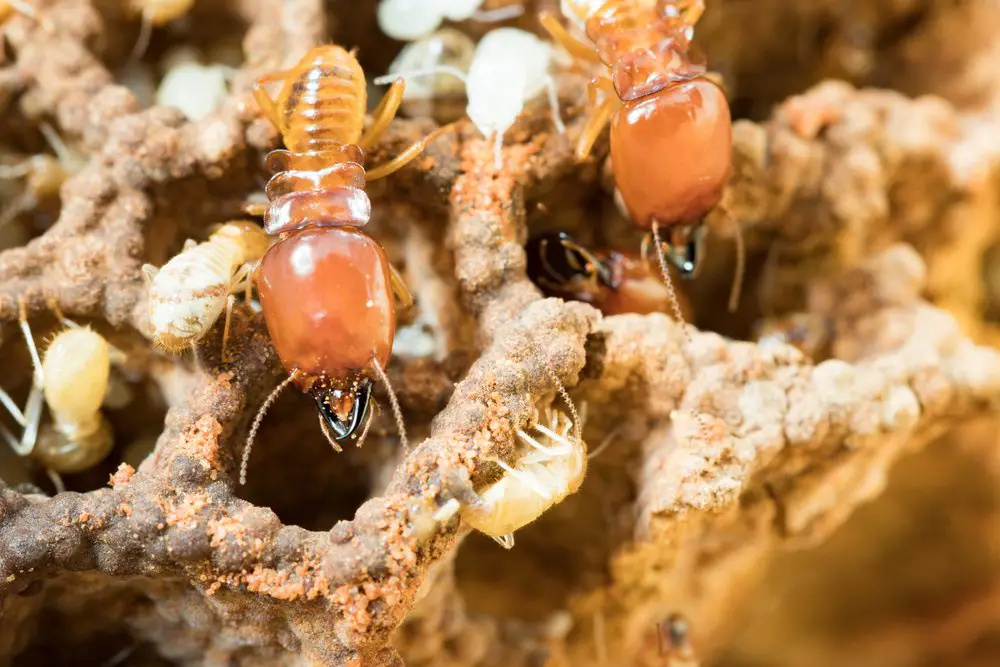 Termite Treatment Cost Adelaide