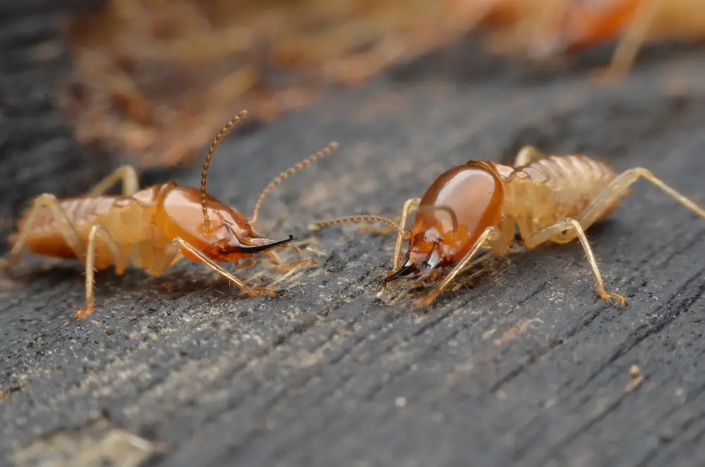 Are Termites Celebrating in Your Home