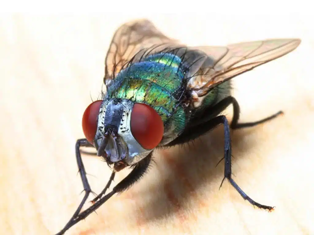 Fly Removal Services Adelaide