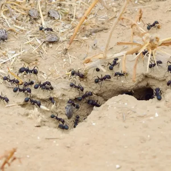 Ant Treatment Adelaide