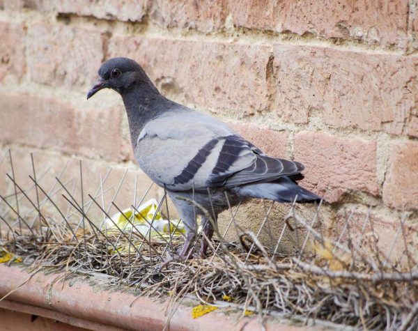 Solar Panel Bird and Pigeon Bird Proofing