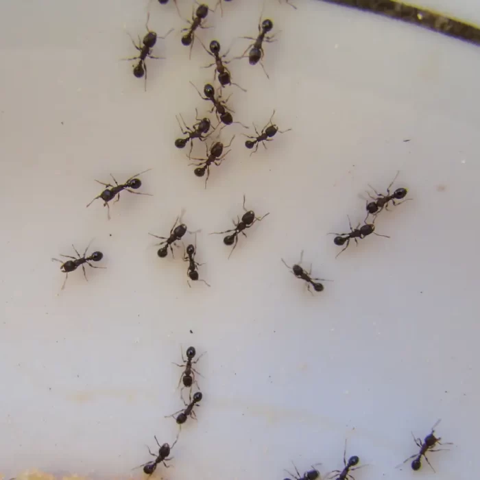 ant control adelaide