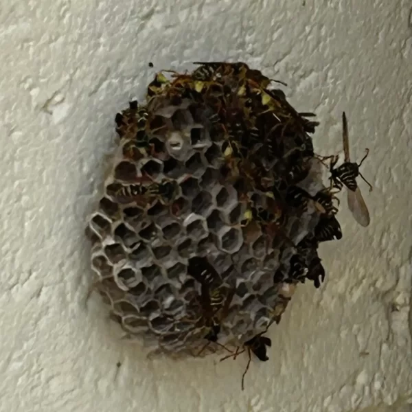 wasp nest removal adelaide